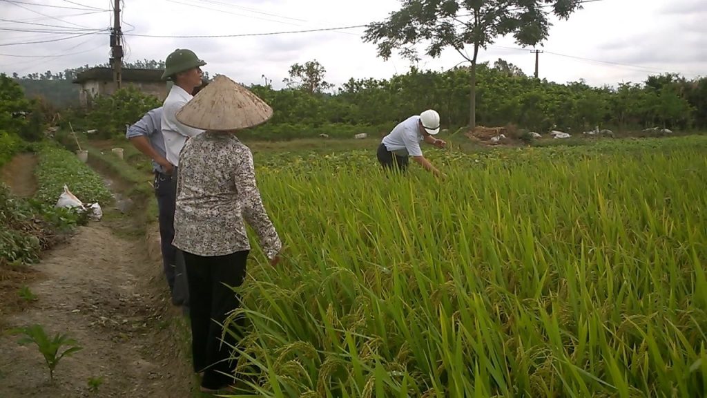 Lãnh đạo phòng nông nghiệp huyện Thủy Nguyên tham quan kết quả sử dụng chế phẩm vi sinh AT-YTB xử lý rơm rạ trên đồng ruộng
