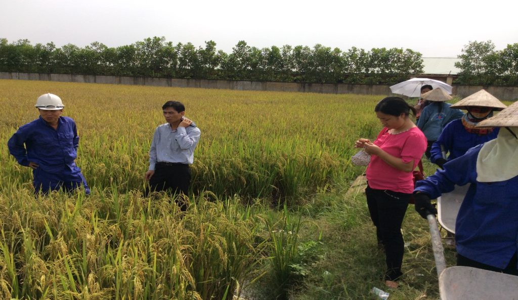 Kết quả sử dụng chế phẩm vi sinh AT-YTB xử lý rơm rạ và phân gà bón ruộng của công ty đầu tư phát triển nông nghiệp Đông Triều - Quảng Ninh.