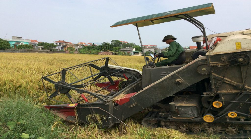 Ruộng của công ty đầu tư phát triển nông nghiệp Đông Triều - Quảng Ninh.