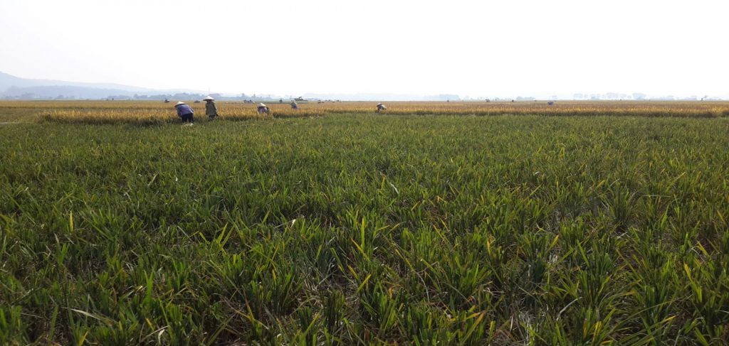 Gốc lúa sau thu hoạch ( Xã Sông Khoai – Thị Xã Quảng Yên – Quảng Ninh) 