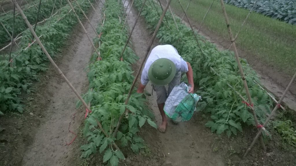 Ứng dụng chế phẩm vi sinh AT – YTB trong trồng cây khoai tây 2