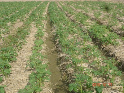 Ứng dụng chế phẩm vi sinh AT – YTB trong trồng cây khoai tây