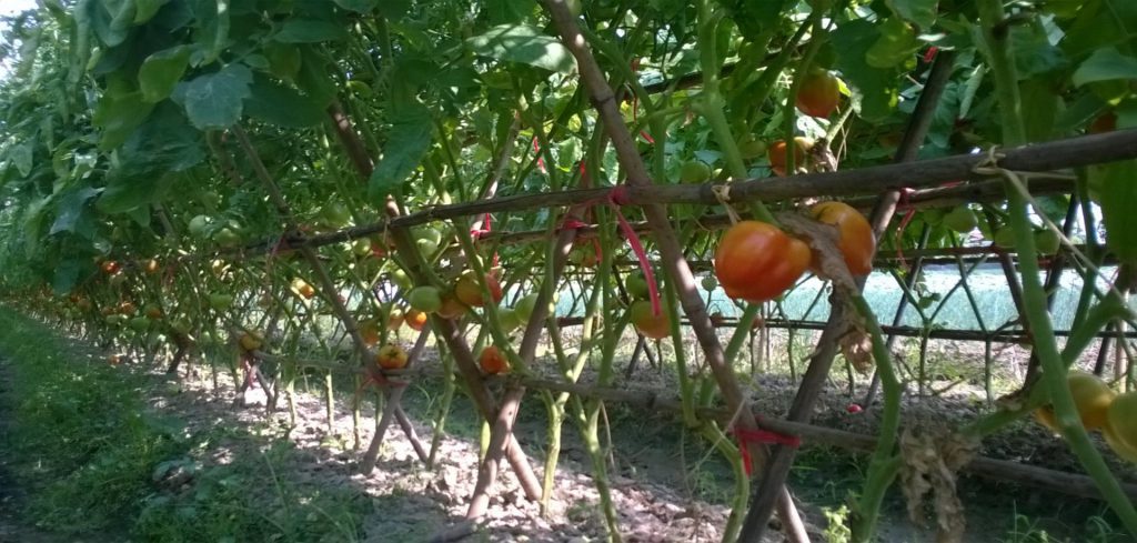 Ứng dụng chế phẩm vi sinh trong trồng cà chua