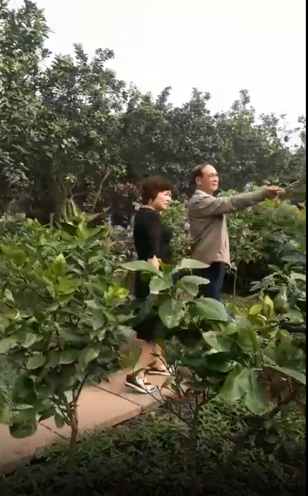 Giám đốc Công ty TMH tham quan vườn bưởi của hộ dân Xã Kim Xuyên, làng Bãi Mạc Thượng Quận, Kinh Môn, Hải Dương