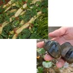 Mách nhỏ nhà nông – Hiệu quả bất ngờ từ việc trồng rau rút trong ao nuôi ốc