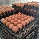 Niềm vui của các trang trại chăn nuôi gà đã ứng dụng chế phẩm sinh học AT-YTB