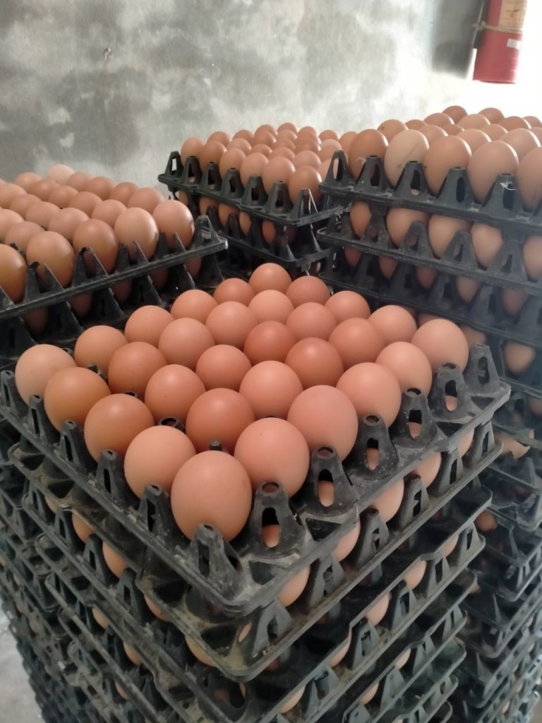 Chị Hương phấn khởi chia sẻ hình ảnh trứng gà vừa thu hoạch đều, to, cứng chắc, màu sắc đẹp.